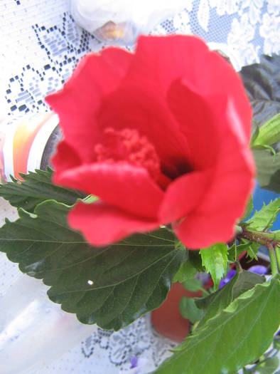 IMG_1082 - Flowers