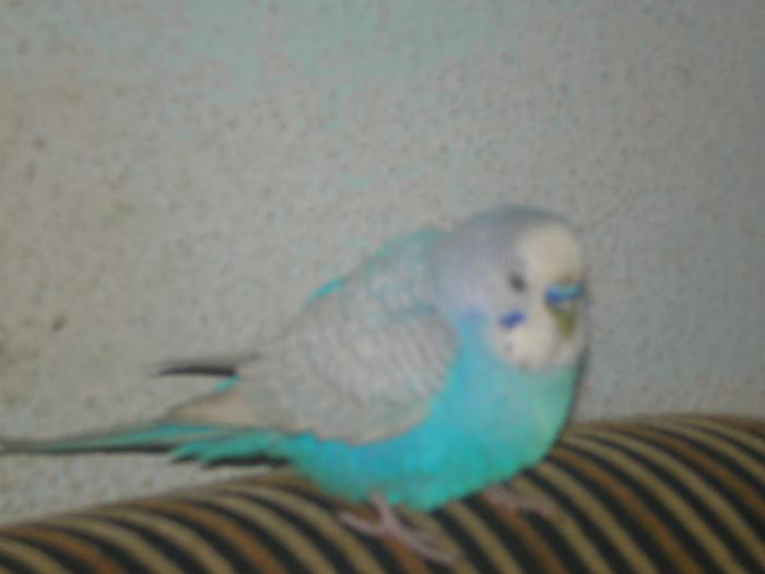P9150124 - papagalul meu