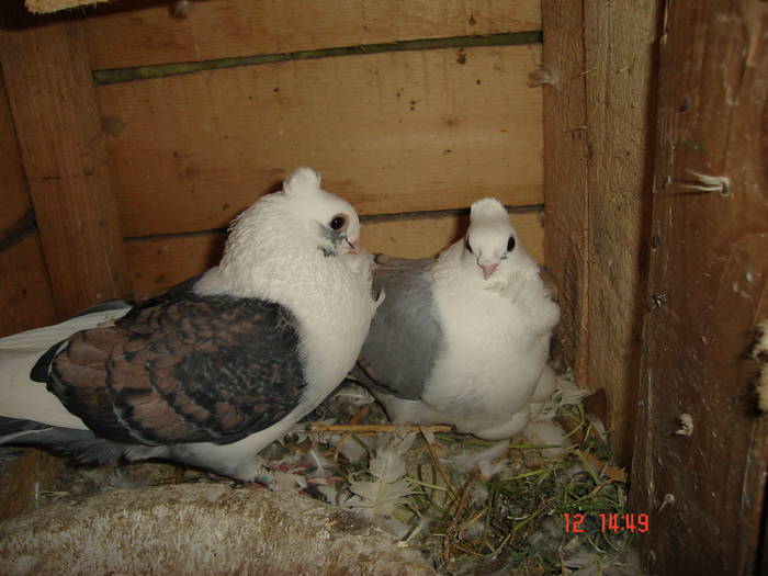 114 - C Porumbei Blueti si Satineti Vechi