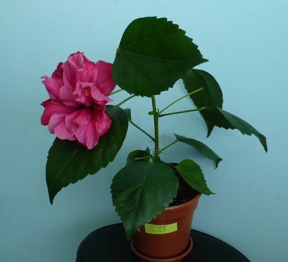 P1150260