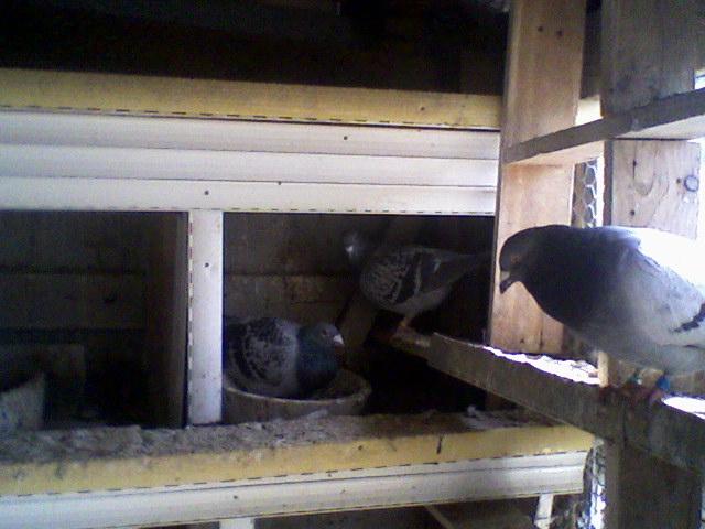 Fotografii-0037 - Copy - Porumbeii mei calatori