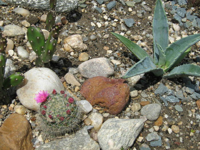 IMG_8684 - Cactusi la mosie 27 iunie 2009