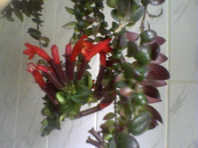 Picture 004 - aeschynanthus