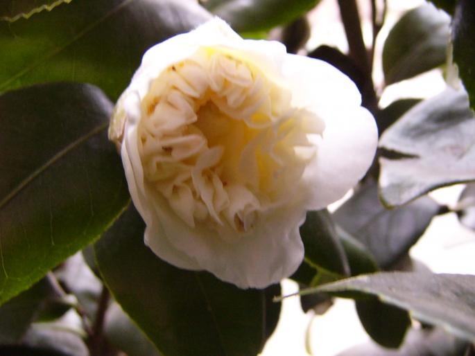 P1130040 - Camelia japonica