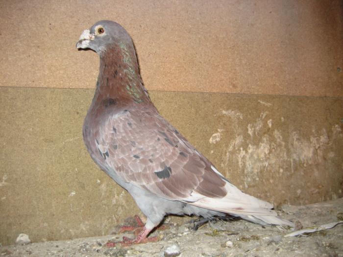 fiu direct Red Opium Sylvere Toye