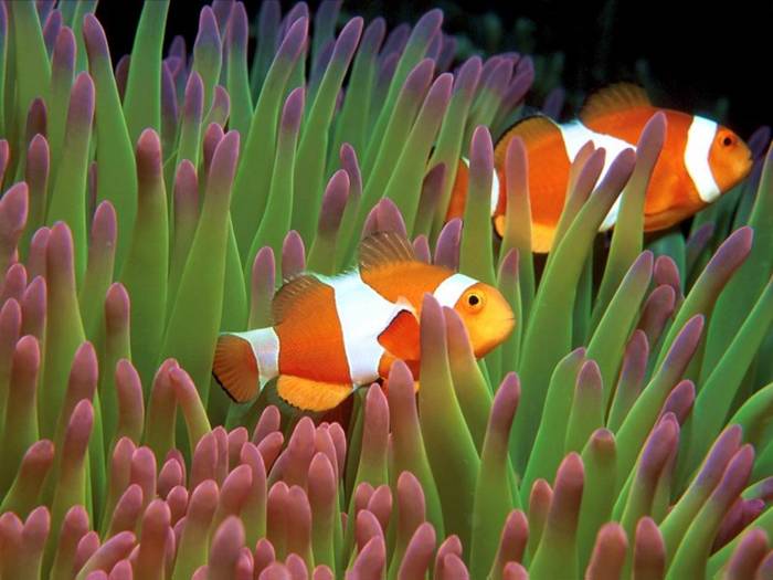 Underwater Camouflage, San Diego, California - super imagini