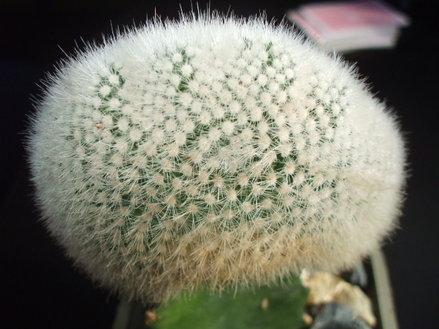 DSCF0415 - cactusii mei