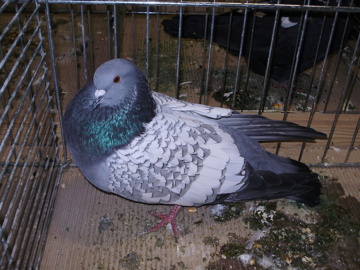 5221 c 1