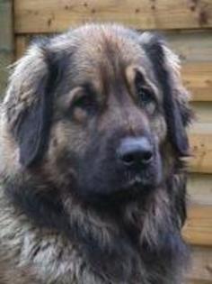 08LEONBERGER