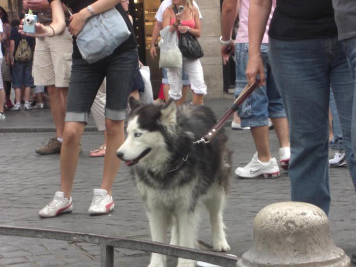 CIMG1294 piazza di Spagna