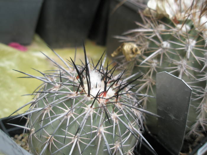 P6010087 - plantele lui George Nitu