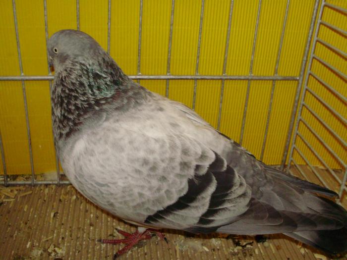 15007a koln griz 1 - 1505 partea 7