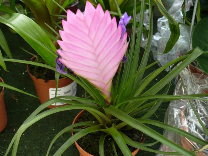 Tillandsia