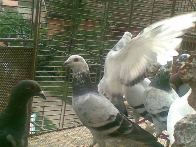 07062008(011); un cuc...
