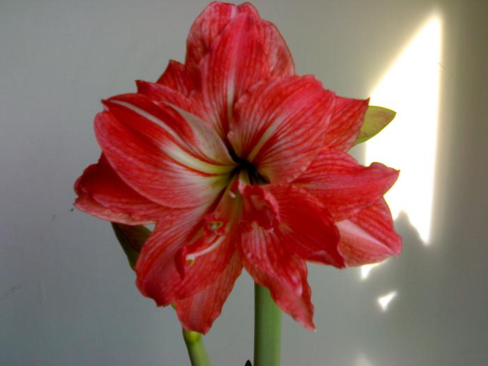 Hippeastrum Lady Jane - Hippeastrum sezon 2008