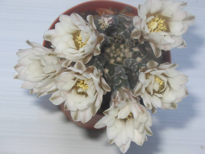 Gymnocalycium ragonesei - Iunie 2009 - Cactusi