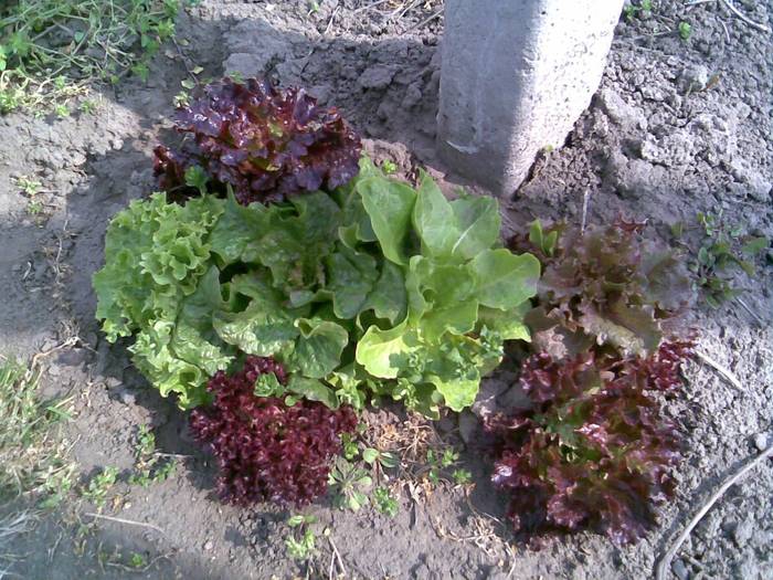 mix de salate - FLORI IN GRADINA