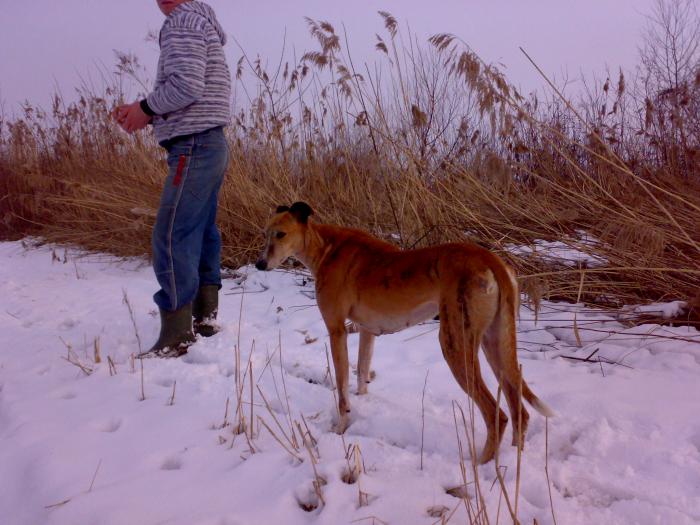 Ionut cu Pinchi Greyhound
