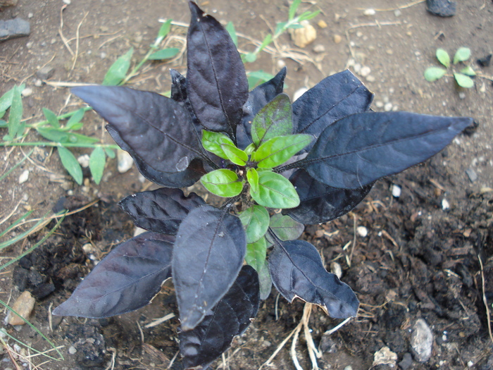 Black Pearl Pepper (2009, Aug.25) - Black Pearl Pepper