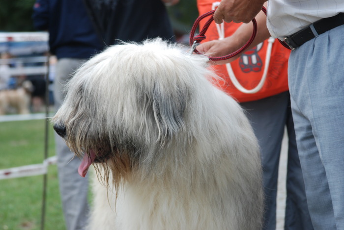 DSC_0121 - Concurs international de frumustete canina 2009 TgMures