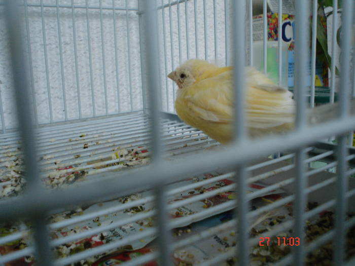 DSC03322 - PASARI CARE NU LE MAI AM - CANARI