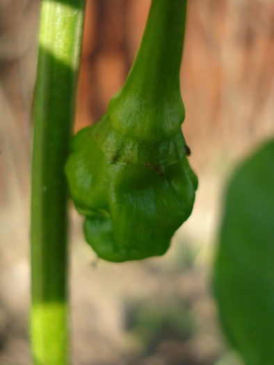 Habanero Peppers (2009, September 25) - Habanero