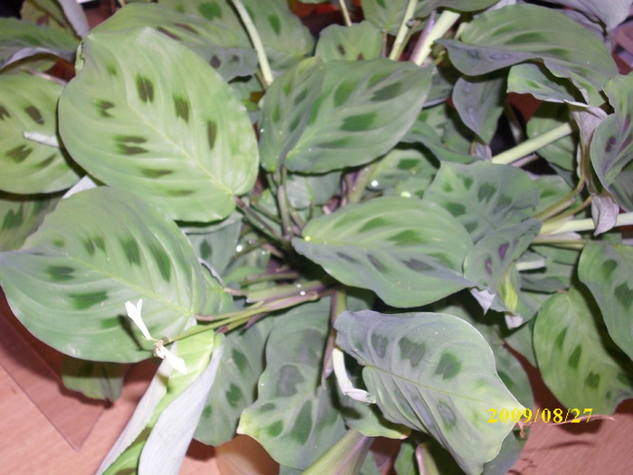 DSCI0506 - calathea-marantha