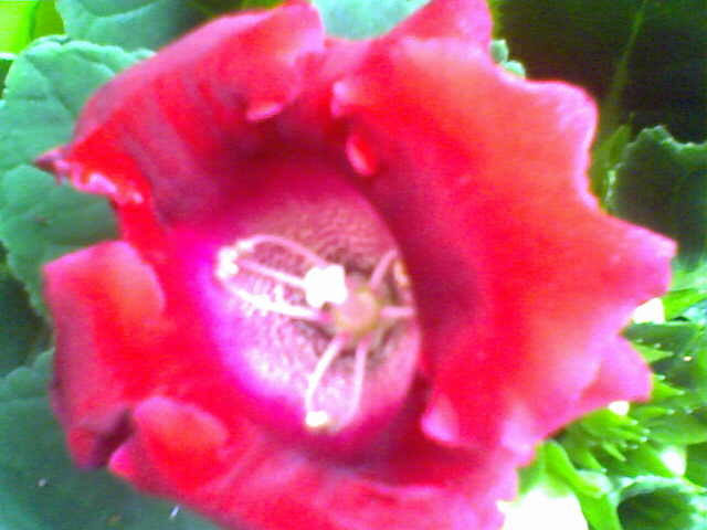 Picture 028 - ultimile achizitii 2009