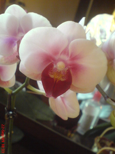 DSC03138 - Phalaenopsis