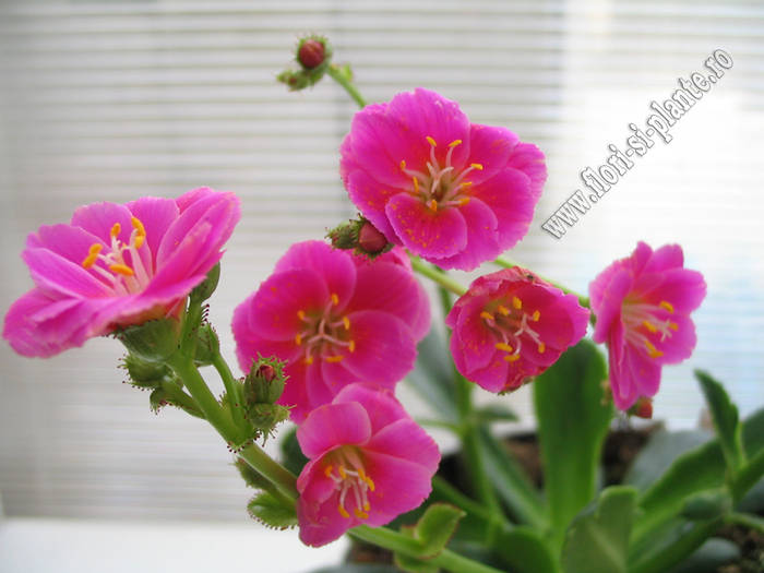 Lewisia ciclam 3 - Lewisia