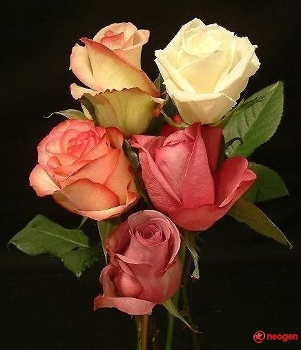 f65c5da8_0050000983367_00_600 - Trandafiri