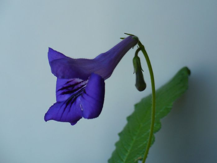 P1160578 - STREPTOCARPUSI