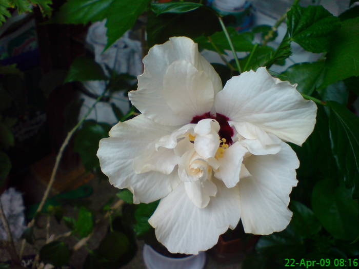 Hibiscus alb - Hibiscus 2009