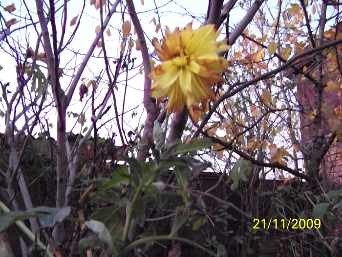 100_5063 - Toamna in curte  Timisoara