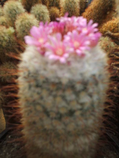 Mammilaria bombycina - colectia mea de cactusi