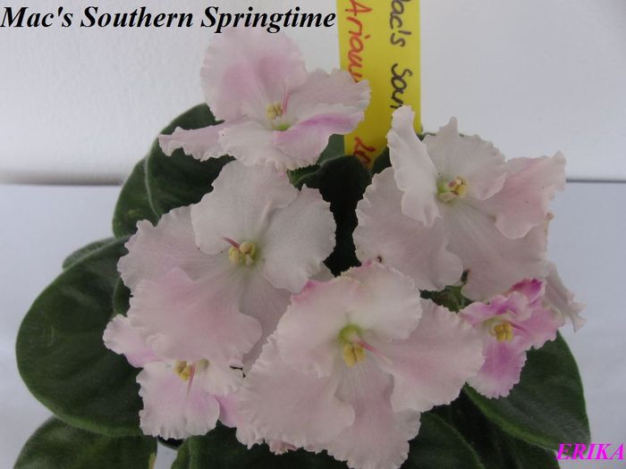 Mac Southern Springtime 2009 jun 18