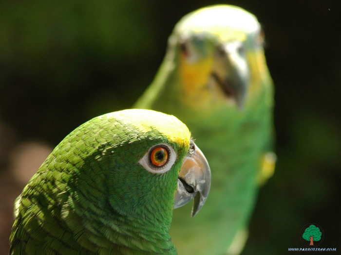 Wallpapers - Parrots - 19