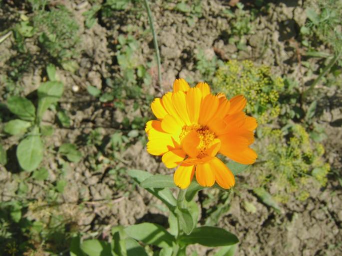 DSC08332 - In gradina mamei
