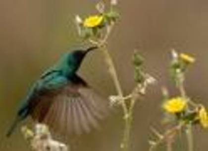 wee - pasari colibri