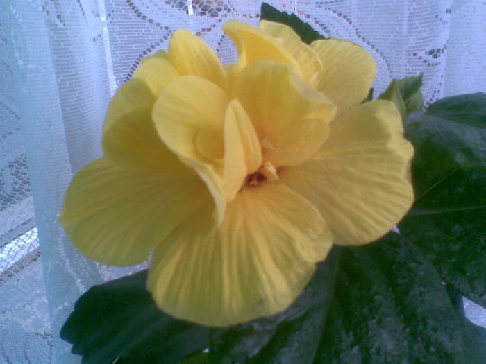 Imag629 - FLORI -2009