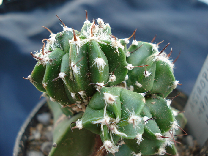 Astrophytum