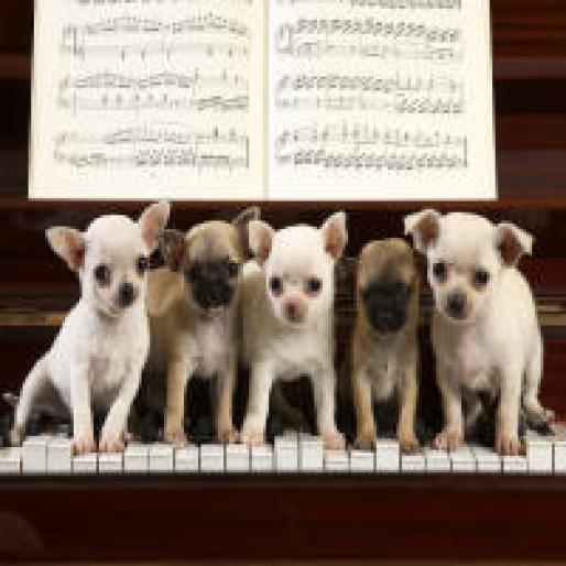 A Chihuahua Concerto