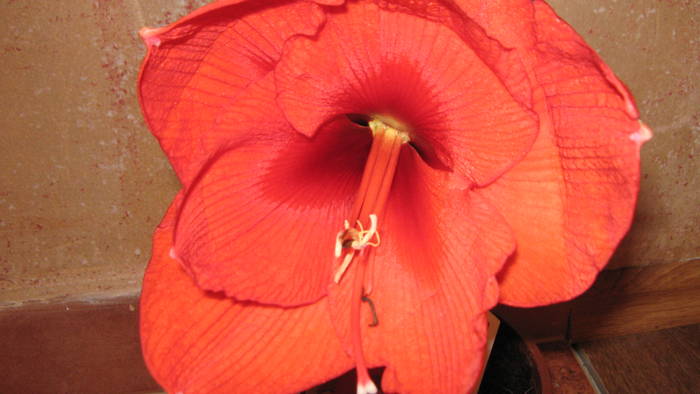 Amaryllis Hippeastrum; cumparat de curand
