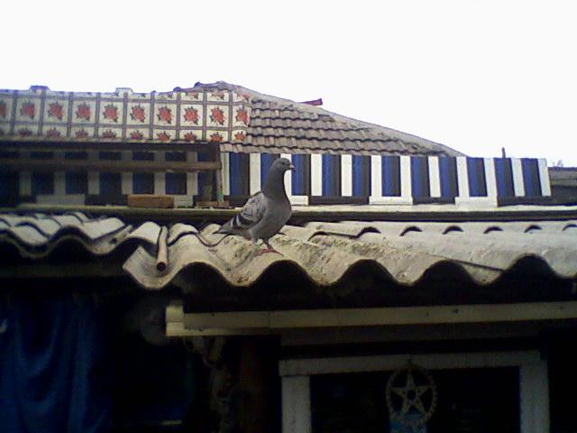 Fotografii-0004 - Porumbeii mei calatori