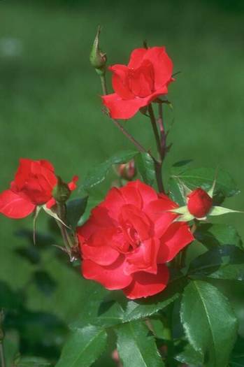rose030 - Trandafiri