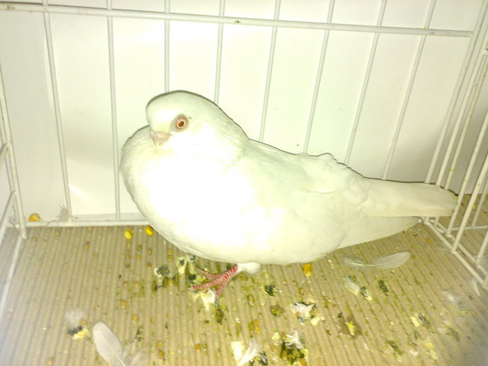 ardeal n 18 - 1509 rom juc 1