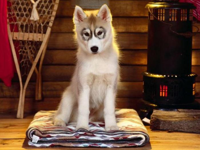 Dogs Wallpaper_ Poze cu Catei 24