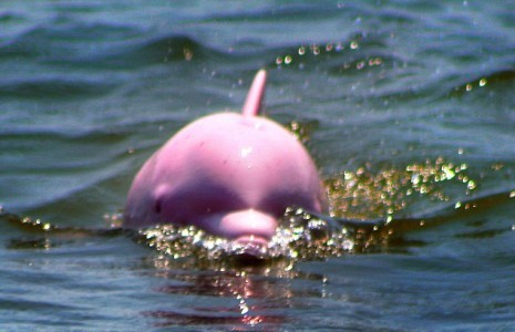 53 - poze cu delfini