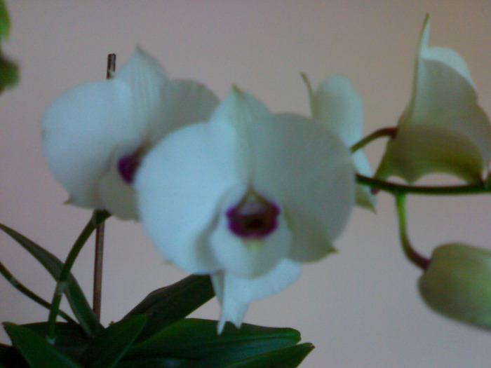 Den phalaenopsis alb cu labelum mov; florile au o textura carnoasa , de papirus ; sunt semi campanulate la inceput,pt ca mai apoi sa se d
