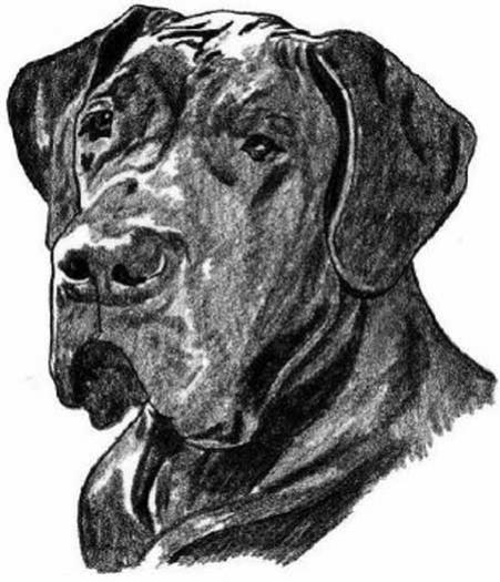 Great Dane black